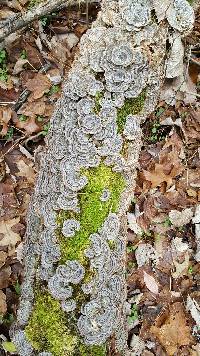 Trametes versicolor image