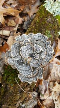 Trametes versicolor image