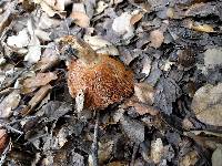 Lactarius alnicola image