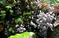 Coprinellus disseminatus image