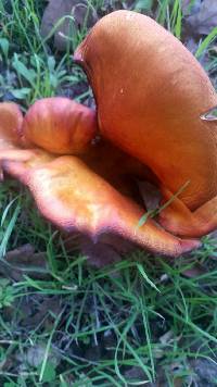 Omphalotus olivascens image