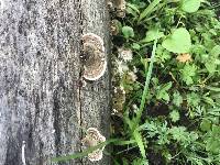 Trametes versicolor image