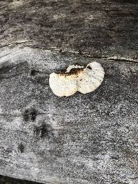 Trametes versicolor image