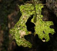 Lobaria pulmonaria image