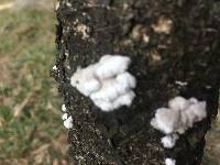 Schizophyllum commune image