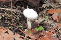 Hygrophorus eburneus image