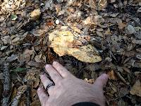 Lactarius alnicola image