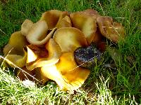 Omphalotus olearius image