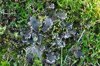 Peltigera membranacea image