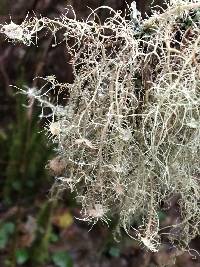 Usnea intermedia image