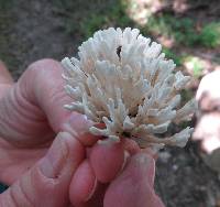 Tremellodendron pallidum image