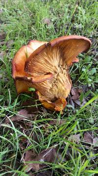 Omphalotus olivascens image