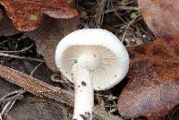 Hygrophorus eburneus image