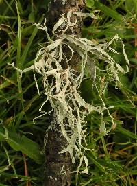 Ramalina farinacea image