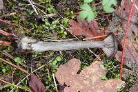 Pseudoclitocybe cyathiformis image