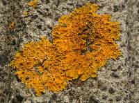 Xanthoria parietina var. parietina image