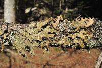 Lobaria pulmonaria image