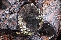 Trichaptum abietinum image