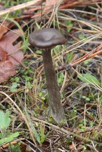 Pseudoclitocybe cyathiformis image