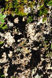 Lobaria scrobiculata image