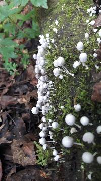 Coprinellus disseminatus image