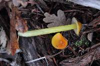 Hygrocybe singeri image