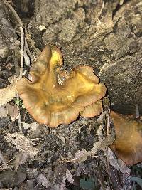 Omphalotus olivascens image