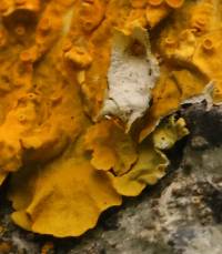 Xanthoria parietina var. parietina image