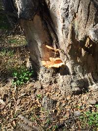 Laetiporus sulphureus image