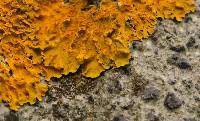 Xanthoria parietina var. parietina image