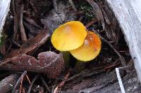 Hygrocybe singeri image