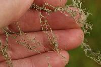 Ramalina menziesii image