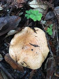 Lactarius alnicola image