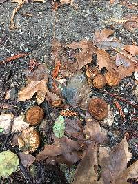 Lycoperdon perlatum image