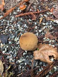 Lycoperdon perlatum image