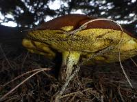 Suillus pungens image