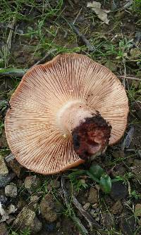 Lactarius xanthogalactus image