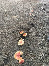 Amanita muscaria image