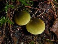 Hygrocybe psittacina var. psittacina image