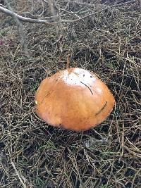 Suillus pungens image