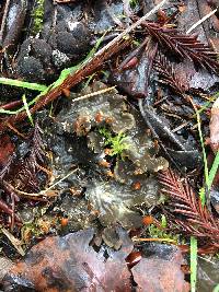 Peltigera membranacea image