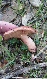 Lactarius xanthogalactus image