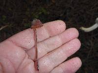 Marasmius plicatulus image