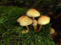 Hypholoma fasciculare image