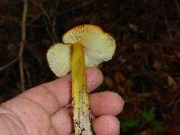 Hygrocybe singeri image