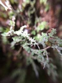 Cladonia squamosa image