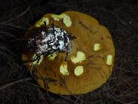 Suillus pungens image