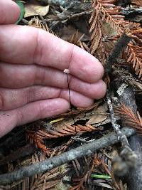 Gymnopus androsaceus image