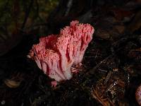 Ramaria araiospora image