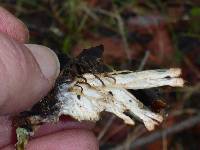 Peltigera membranacea image